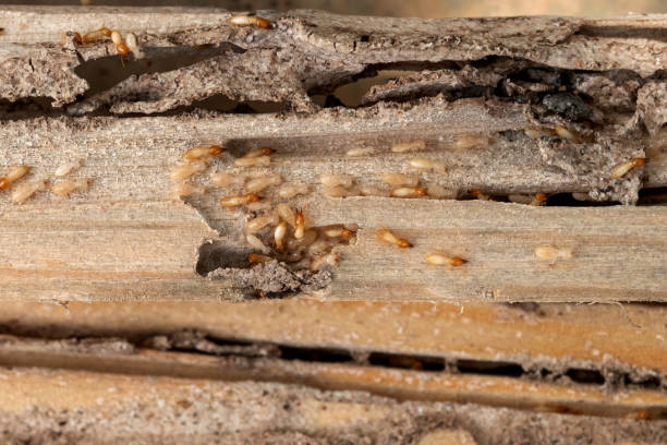 Best Flea Control Services  in Granite City, IL
