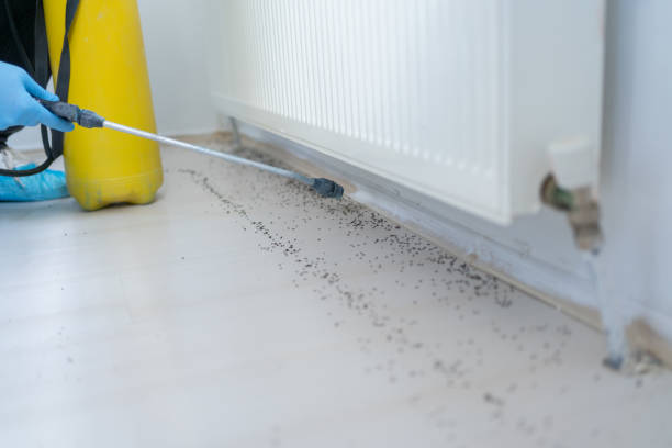 Best Termite Control Services  in Granite City, IL