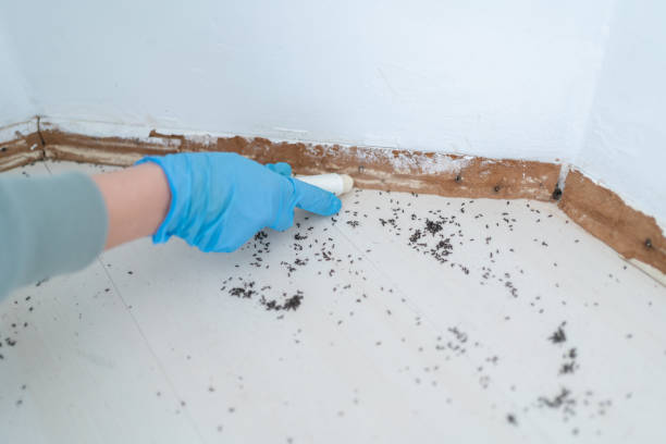 Best Affordable Pest Control Services  in Granite City, IL